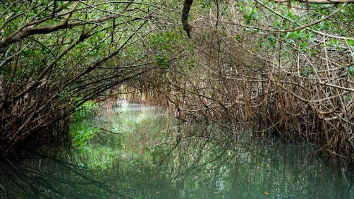 estero el salado